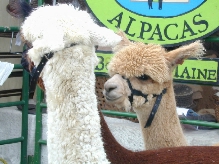 Chase Tavern Alpacas