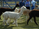 Fiber Fields Alpacas
