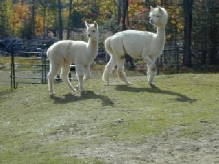 Two alpacas
