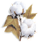 Cotton